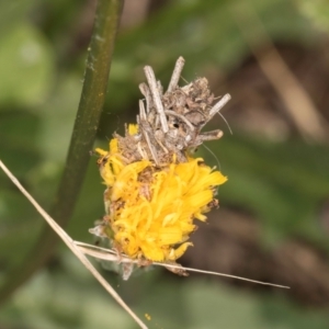 Heliocosma (genus - immature) at Taylor, ACT - 15 Dec 2023