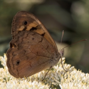 Heteronympha merope at Taylor, ACT - 15 Dec 2023 03:39 PM