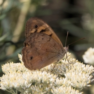 Heteronympha merope at Taylor, ACT - 15 Dec 2023 03:39 PM