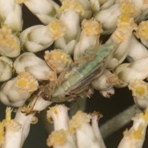 Miridae (family) at Taylor, ACT - 15 Dec 2023