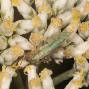 Miridae (family) at Taylor, ACT - 15 Dec 2023 03:40 PM