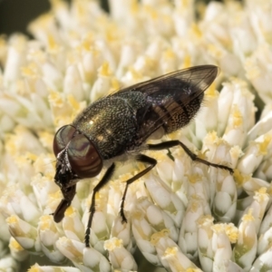 Stomorhina sp. (genus) at Taylor Offset (TLR) - 15 Dec 2023