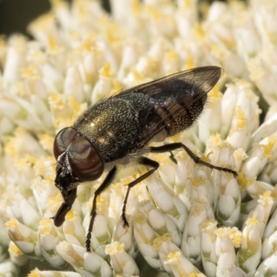 Stomorhina sp. (genus) (Snout fly) at Taylor Offset (TLR) - 15 Dec 2023 by kasiaaus