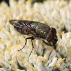 Stomorhina sp. (genus) at Taylor Offset (TLR) - 15 Dec 2023