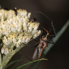 Gminatus australis (Orange assassin bug) at Taylor Offset (TLR) - 15 Dec 2023 by kasiaaus