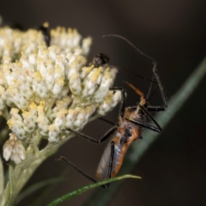 Gminatus australis at Taylor, ACT - 15 Dec 2023