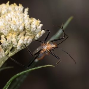 Gminatus australis at Taylor, ACT - 15 Dec 2023