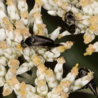 Mordella limbata (A pintail beetle) at Taylor Offset (TLR) - 15 Dec 2023 by kasiaaus