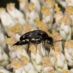 Mordella sydneyana (Pintail Beetle) at Taylor Offset (TLR) - 15 Dec 2023 by kasiaaus