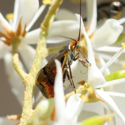 Nemophora panaeola (Adelidae) at Red Hill Nature Reserve - 15 Dec 2023 by LisaH