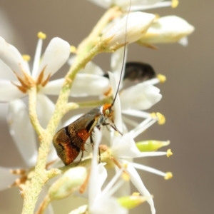 Nemophora panaeola at Red Hill Nature Reserve - 15 Dec 2023