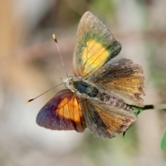 Paralucia pyrodiscus (Fiery Copper) at Red Hill Nature Reserve - 15 Dec 2023 by LisaH