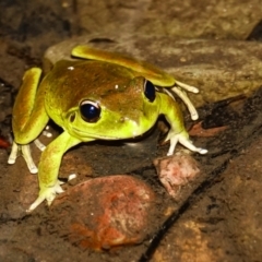 Litoria lesueuri (Lesueur's Tree-frog) at Lower Cotter Catchment - 15 Dec 2023 by Ct1000