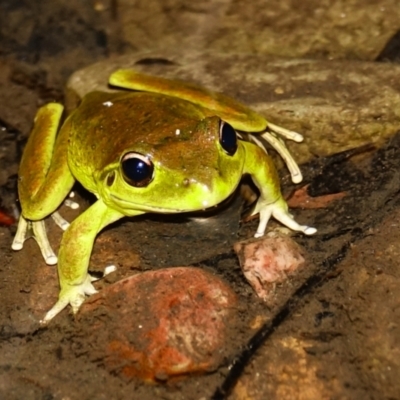 Litoria lesueuri (Lesueur's Tree-frog) at COT010: Cotter @ Vanitys  - 15 Dec 2023 by Ct1000