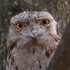 Podargus strigoides (Tawny Frogmouth) at Ormiston, QLD - 15 Dec 2023 by TimL