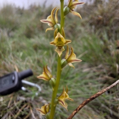 Prasophyllum canaliculatum (Summer Leek Orchid) at Glen Allen, NSW - 12 Dec 2023 by forest17178