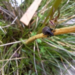 Lagriini sp. (tribe) (Unidentified lagriine darkling beetle) at South East Forest National Park - 12 Dec 2023 by forest17178