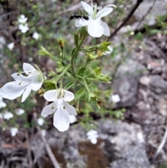 Teucrium corymbosum (Forest Germander) at Glen Allen, NSW - 13 Dec 2023 by forest17178