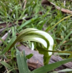 Pterostylis falcata (Sickle Greenhood) at South East Forest National Park - 12 Dec 2023 by forest17178