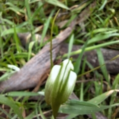 Pterostylis falcata at South East Forest National Park - suppressed