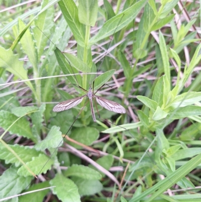 Ptilogyna sp. (genus) (A crane fly) at South East Forest National Park - 12 Dec 2023 by forest17178