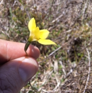 Diuris monticola at Tuross, NSW - 5 Dec 2023