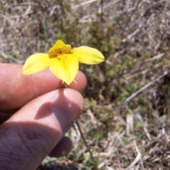 Diuris monticola at Tuross, NSW - 5 Dec 2023