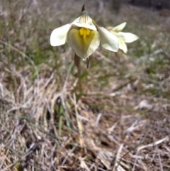 Diuris ochroma (Pale Golden Moths) at Tuross, NSW - 5 Dec 2023 by forest17178