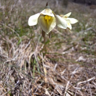 Diuris ochroma (Pale Golden Moths) at Tuross, NSW - 5 Dec 2023 by forest17178