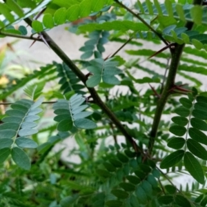 Gleditsia triacanthos at Florey, ACT - 16 Dec 2023