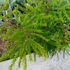 Gleditsia triacanthos at Florey, ACT - suppressed
