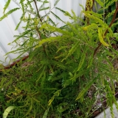 Gleditsia triacanthos at Florey, ACT - suppressed