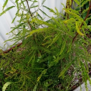 Gleditsia triacanthos at Florey, ACT - 16 Dec 2023