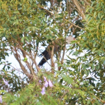 Scythrops novaehollandiae (Channel-billed Cuckoo) at Jamberoo, NSW - 15 Dec 2023 by plants