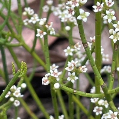 Choretrum pauciflorum (Dwarf Sour Bush) at Namadgi National Park - 14 Dec 2023 by JaneR