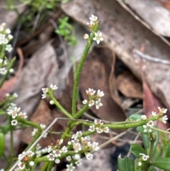 Choretrum pauciflorum at Namadgi National Park - 14 Dec 2023 11:37 AM