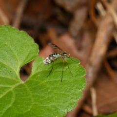 Heteropsilopus ingenuus (A long-legged fly) at Downer, ACT - 15 Dec 2023 by RobertD