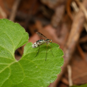 Heteropsilopus ingenuus at Downer, ACT - 15 Dec 2023