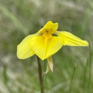 Diuris monticola at Namadgi National Park - 14 Dec 2023