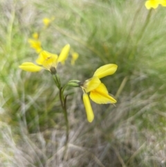 Diuris monticola at Namadgi National Park - 14 Dec 2023