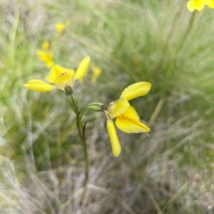 Diuris monticola at Namadgi National Park - 14 Dec 2023