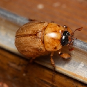 Cyclocephala signaticollis at Downer, ACT - 15 Dec 2023 09:16 PM