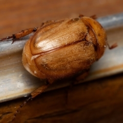 Cyclocephala signaticollis at Downer, ACT - 15 Dec 2023