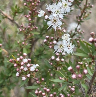 Kunzea ericoides (Burgan) at Namadgi National Park - 14 Dec 2023 by JaneR