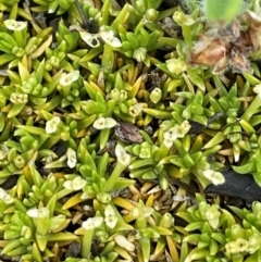 Scleranthus biflorus (Twin-flower Knawel) at Namadgi National Park - 14 Dec 2023 by JaneR