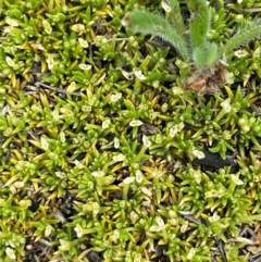 Scleranthus biflorus at Namadgi National Park - 14 Dec 2023