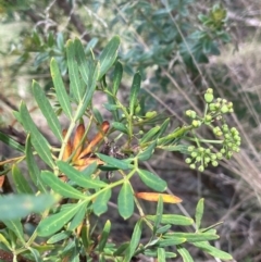 Polyscias sambucifolia subsp. Short leaflets (V.Stajsic 196) Vic. Herbarium (Elderberry Panax, Ornamental Ash, Elderberry Ash) at Namadgi National Park - 14 Dec 2023 by JaneR