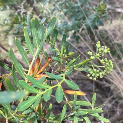 Polyscias sambucifolia subsp. Short leaflets (V.Stajsic 196) Vic. Herbarium (Elderberry Panax, Ornamental Ash, Elderberry Ash) at Namadgi National Park - 14 Dec 2023 by JaneR