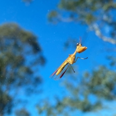 Mantispidae (family) (Unidentified mantisfly) at Banks, ACT - 16 Dec 2023 by Shazw