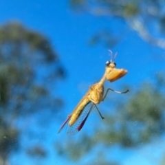 Mantispidae (family) at Rob Roy Range - 16 Dec 2023